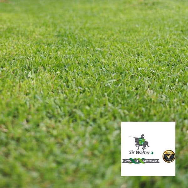 Coolabah Sir Walter Instant Turf - Epsom Sand and Soil Bendigo